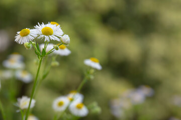 Wild daisy flowers. Close-up picture of white chamomile flowers.