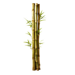 A tall bamboo plant with green leaves