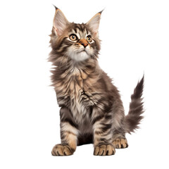 Fototapeta premium playful mainecoon kitten isolated