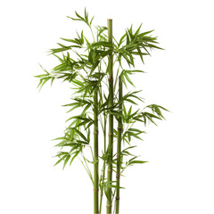 A tall bamboo plant with vibrant green leaves