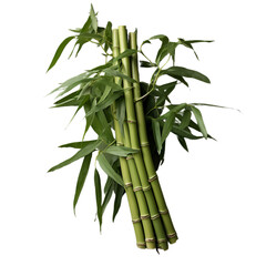 A vibrant green bamboo plant against a green wall