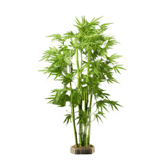 Fototapeta premium A tall bamboo plant in a pot on a table