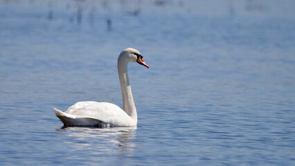 A white swan swims on the water.