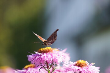 butterfly on flower