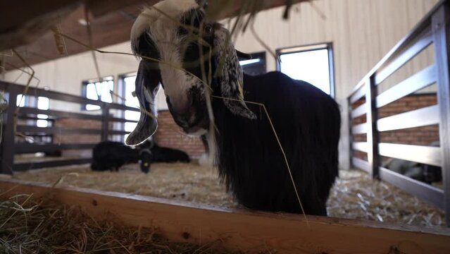 Black horned goat eats feed in the barn