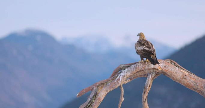 Golden eagle sits on a tree together with a magpie in the mountains at winter
