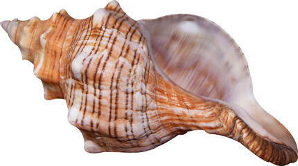 sea shell isolated on white