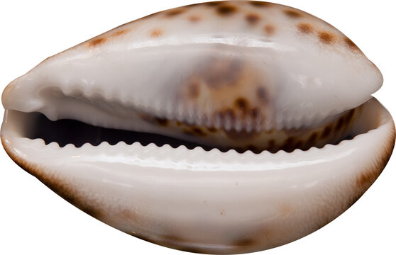 shells on white background