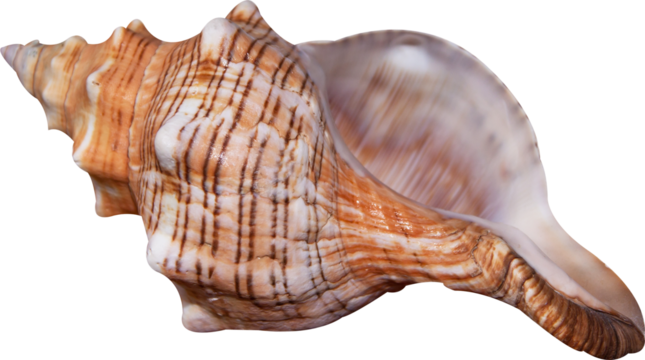 sea shell isolated on white