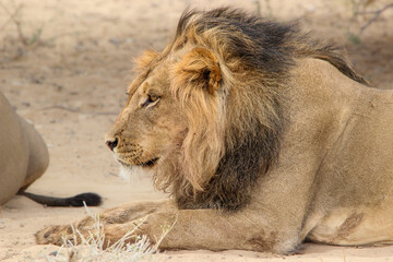 Male lion with black mane, Kgalagadi, Kalahari 