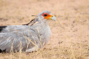 Secretarybird (Sagittarius serpentarius), Kgalagadi, Kalahari
