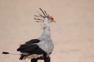 Secretarybird (Sagittarius serpentarius), Kgalagadi, Kalahari