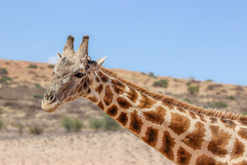 Giraffe in the Kgalagadi Transfrontier Park, Kalahari 