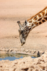 Obraz premium Giraffe drinking water in the Kgalagadi Transfrontier Park, Kalahari 