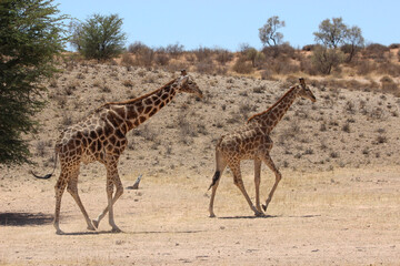 Giraffe in the Kgalagadi Transfrontier Park, Kalahari 