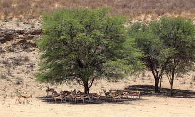 Herd of Springbok in the shade or an Acacia tree, Kgalagadi, Kalahari