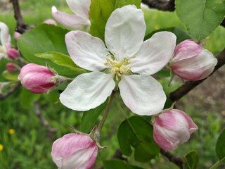Obraz premium Apple tree blossom closeup