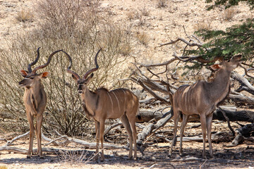 Group of Kudu in the Kgalagadi, Kalahari 