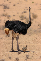 Male ostrich with chick, Kgalagadi, Kalahari