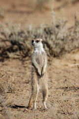 Meerkat or Suricate in the Kgalagadi, Kalahari