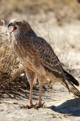 Juvenile Pale Chanting Goshawk, Kgalagadi, Kalahari 