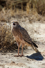 Juvenile Pale Chanting Goshawk, Kgalagadi, Kalahari 