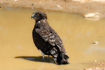 Black-chested Snake Eagle (Circaetus pectoralis), Kgalagadi, Kalahari 