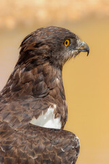 Black-chested Snake Eagle (Circaetus pectoralis), Kgalagadi, Kalahari 