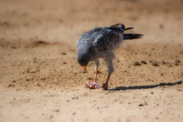 Pale Chanting Goshawk (Melierax canorus) with Kalahari Worm Lizard (Monopeltis leonhardi) prey, Kgalagadi, Kalahari