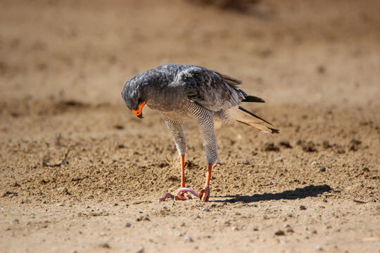 Pale Chanting Goshawk (Melierax canorus) with Kalahari Worm Lizard (Monopeltis leonhardi) prey, Kgalagadi, Kalahari
