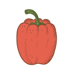 Paprika pepper vector illustration  on isolated  background. Red peppers  hand drawn graphic with engraving for print, label, design, template, logo, card. Food, pepper harvest, vegetable agriculture