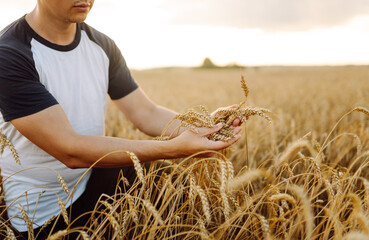 Wheat field background. The male hands of a farmer touch ears of wheat in a field at sunset, check...