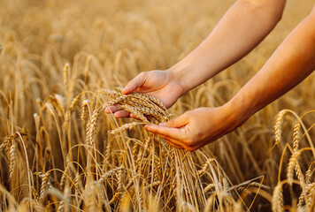 Wheat field background. The male hands of a farmer touch ears of wheat in a field at sunset, check...