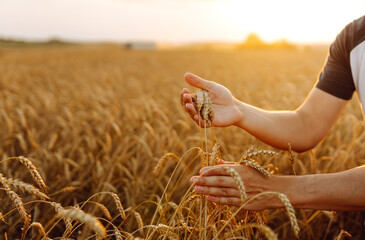 Wheat field background. The male hands of a farmer touch ears of wheat in a field at sunset, check the quality of the crop and its growth. Rich harvest concept. Agriculture. © maxbelchenko