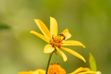 Cute little insect coming to visit this wildflower. This sweat bee has come to pollinate the false sunflower that is growing in the meadow. The little pollinator is a shiny neon green.