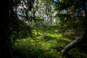Fototapeta premium Forest