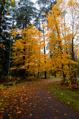 Autumn in the forest