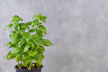 Fresh green organic basil in pot on gray background with copy space. Indoor plant growing, healthy eating, aromatic herb, food ingredient, spice for culinary