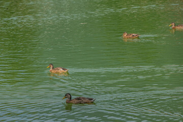 Enten im Teich