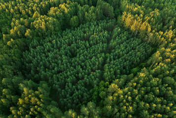 Forest, aerial view. Forest destruction, felling of trees. Illegal logging. Spruse Forest Landowners Tree Planting, drone view. Forests illegal disappearing. Deforestation, tree planted, cut down. - obrazy, fototapety, plakaty