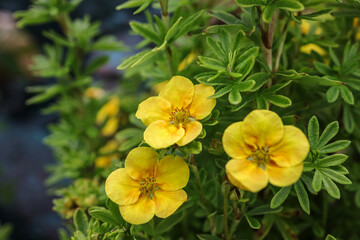 Dasiphora fruticosa is a species of hardy deciduous flowering shrub in the family Rosaceae. Common names include shrubby cinquefoil, golden hardhack, bush cinquefoil, shrubby five-finger. - obrazy, fototapety, plakaty
