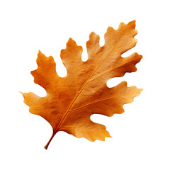 Fototapeta premium Autumn Oak Leaf Isolated Transparent PNG for Fall Orange Brown Foliage