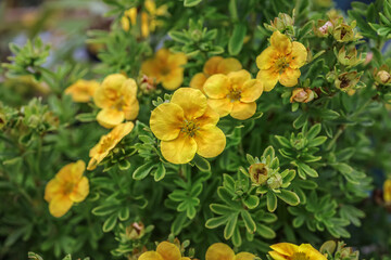 Dasiphora fruticosa is a species of hardy deciduous flowering shrub in the family Rosaceae. Common...