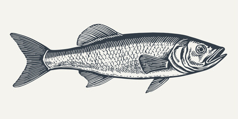 Obraz premium Sardine. Vintage woodcut engraving style vector illustration.