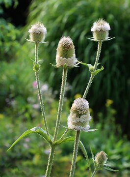Fuller's teasel - Dipsacus silvestris plant with white flowers close up