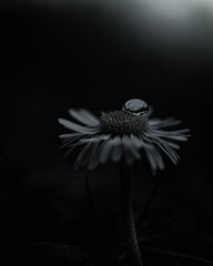 Wassertropfen auf einem Gänseblümchen in schwarzweiß © Oliver