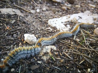 Prozessionsspinner auf steinigem Boden