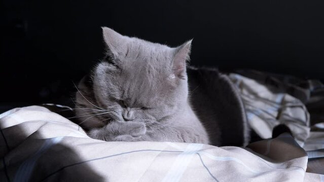 Gray Fluffy Domestic Cat Cleans Fur in the Morning at Dawn on a Soft Bed on Sun. Close up. Pure British cat licks paw with tongue. Falling sunlight from the window, shadow. Grooming. Body care. Pets.