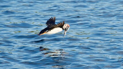 Beautiful and colorful puffin flying over water in Iceland