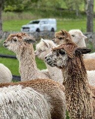 Fototapeta premium Group of different colour fur alpacas on the farm 